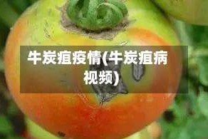 牛炭疽疫情(牛炭疽病视频)