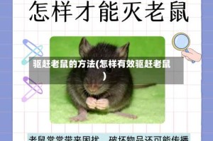 驱赶老鼠的方法(怎样有效驱赶老鼠)
