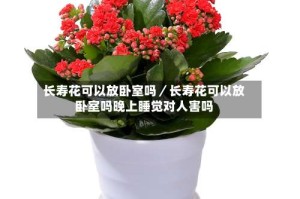 长寿花可以放卧室吗／长寿花可以放卧室吗晚上睡觉对人害吗