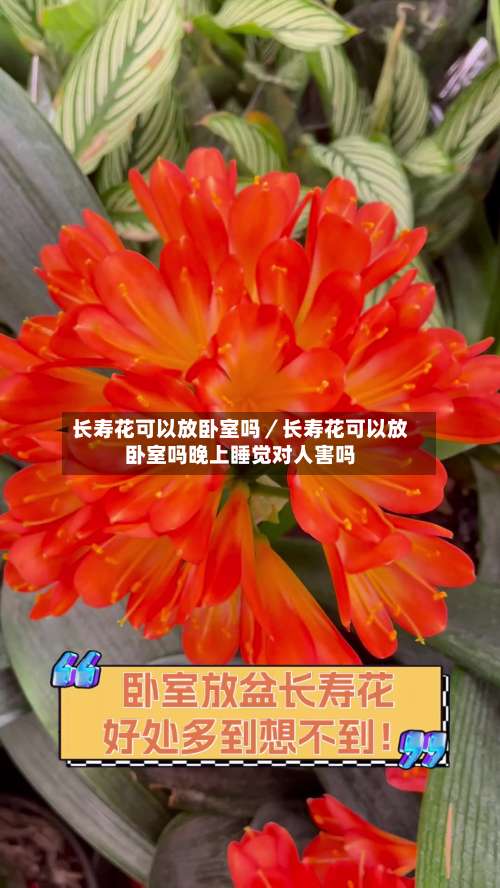 长寿花可以放卧室吗／长寿花可以放卧室吗晚上睡觉对人害吗-第2张图片