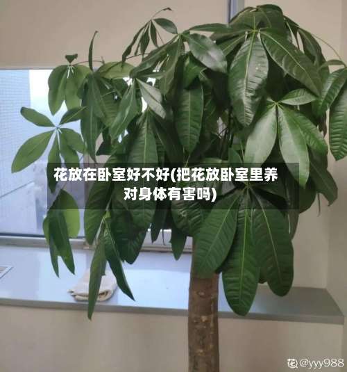 花放在卧室好不好(把花放卧室里养对身体有害吗)-第1张图片