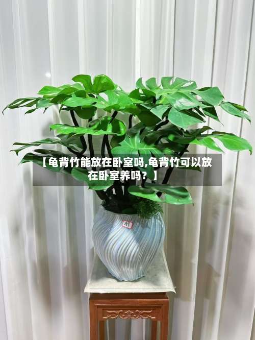 【龟背竹能放在卧室吗,龟背竹可以放在卧室养吗？】-第1张图片