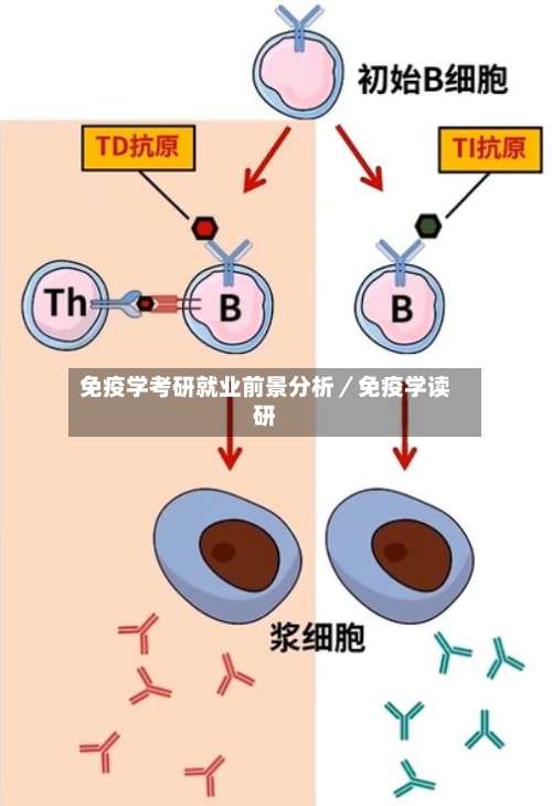 免疫学考研就业前景分析／免疫学读研-第2张图片