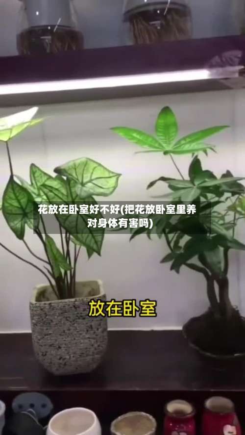 花放在卧室好不好(把花放卧室里养对身体有害吗)-第1张图片