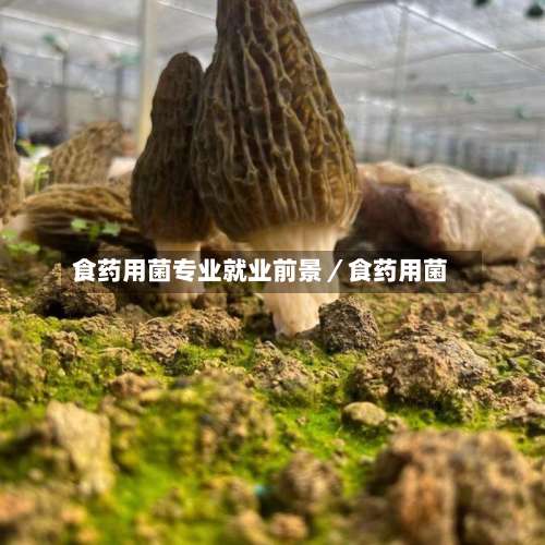 食药用菌专业就业前景／食药用菌-第1张图片