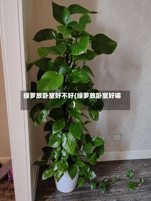 绿萝放卧室好不好(绿萝放卧室好嘛)-第2张图片