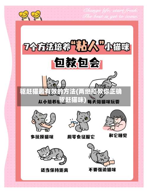 驱赶猫最有效的方法(两绝招教你正确驱赶猫咪)-第2张图片