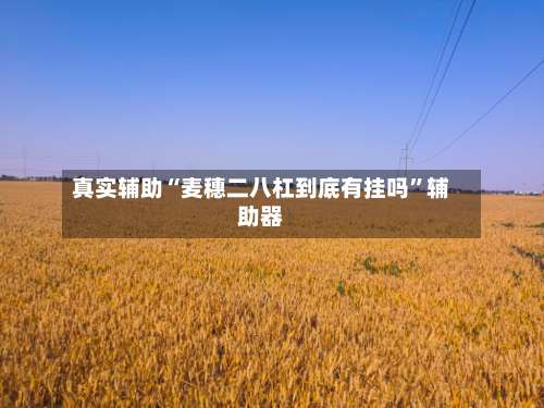 真实辅助“麦穗二八杠到底有挂吗	”辅助器-第2张图片