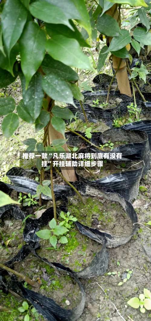 推荐一款“凡乐湖北麻将到底有没有挂	”开挂辅助详细步骤-第1张图片