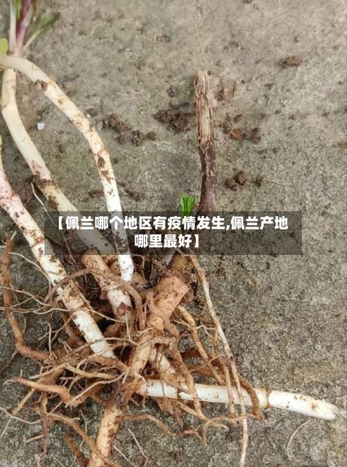 【佩兰哪个地区有疫情发生,佩兰产地哪里最好】-第1张图片